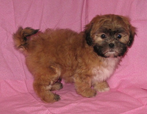 Shichon Puppies