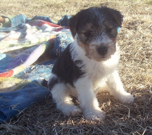 Wire Fox Terrier Puppies