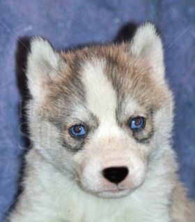 LOVELY SIBERIAN HUSKY PUPPIES FOR ADOPTION