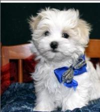 Adorable Maltese  puppies for adoption