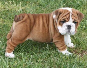 Pure Breed English Bulldog Puppies