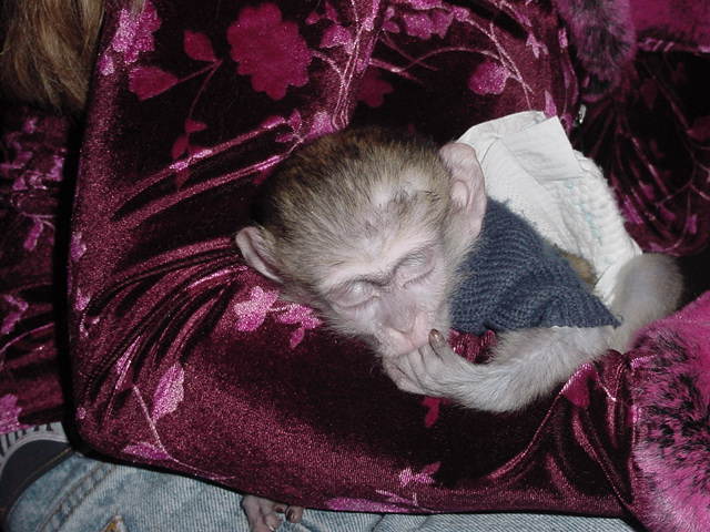 capuchin monkey for sale