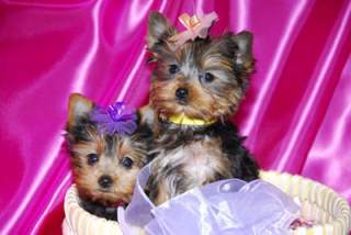 LOVELY AND ADORABLE YORKIE PUPPIES FOR ADOPTION.