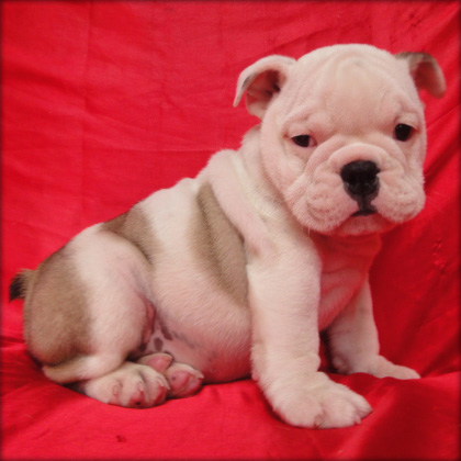 english bulldog puppy for sale