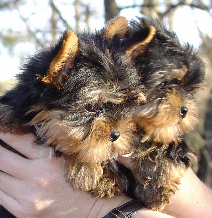 Gorgeous Male and Female yorkiePuppies Available Now!