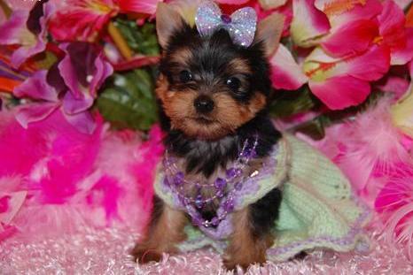 Adorable male and female yorkshire terrier puppies for  adoption