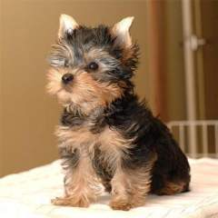 LOVE YORKIE PUPPY FOR ADOPTION.