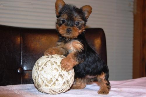 Gorgeous Male And Female Yorkie Puppies (s_tracia@yahoo.com )