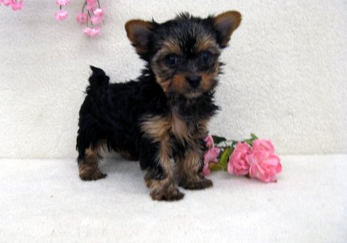 glorouse special yorkie waiting to locate for a nnew home