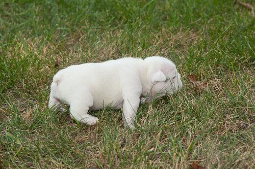 Affectionate English bulldog puppies for adoption