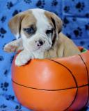 Lovely English Bull dog Puppies for FREE Adoption