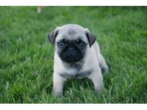 Male and Female PUG puppies for adoption