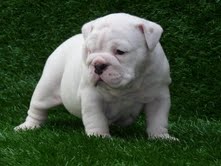 Two English bulldog puppies seeking adoption