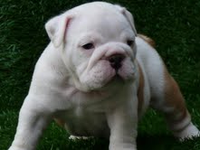 Two English bulldog puppies seeking adoption