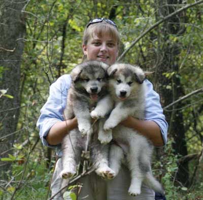 sweet and lovey Alaskan malamute Puppies for adoption