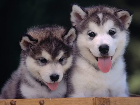 Excellent Alaskan Malamute Puppies For Sale