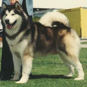 Alaskan Malamute Puppy For you