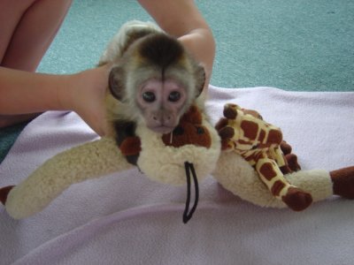 two cute home trained Baby Face Capuchin Monkeys available for adoption