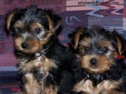 Male And Female Yorkie Puppies