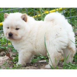 Chow Chow for adoption