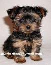 Darling And Charming Yorkie Puppies For Adoption.