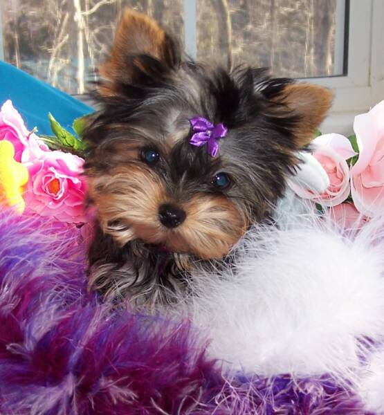 Adroble Yorkie Puppies For Free Adoption i have nice baby face Yorkie Puppies For Free Adoption