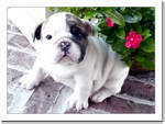 Healthy English Bulldog Puppies For Adoption