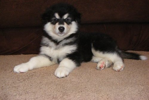 well **socialized with children** ALASKAN MALAMUTE PUPPIES FOR SALE