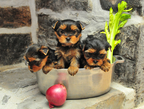 little pretty yorkie pupps