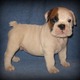 HEALTHY MALE AND FEMALE ENGLISH BULLDOG PUPPIES FOR ADOPTION.