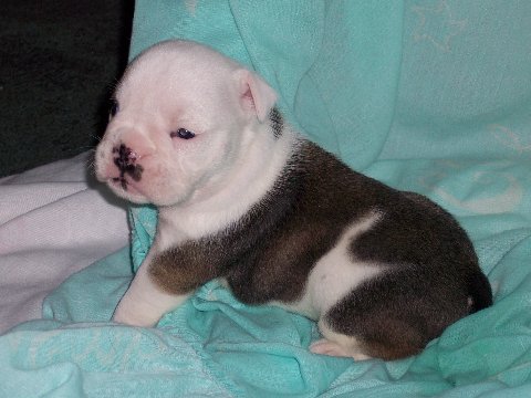 lovely bull dog puppies for sale