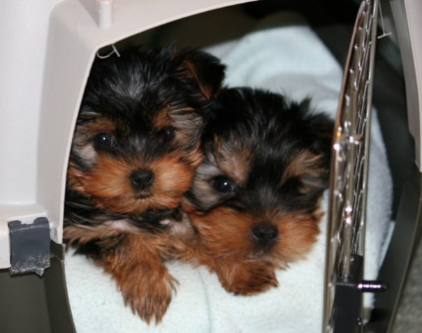 MALE AND FEMALE PUPPIES LOVELY AND CARING HOME.