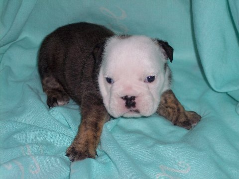 lovely bull dog puppies for sale