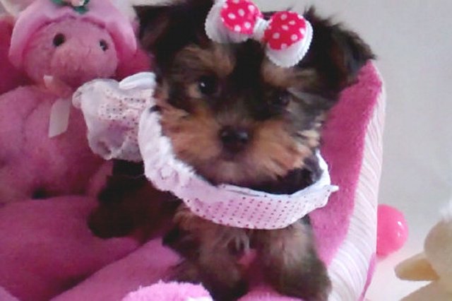 yorkie puppies for sale to a lovely home