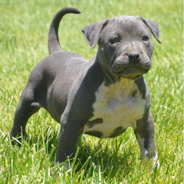 Pretty American pit bull puppies for your home