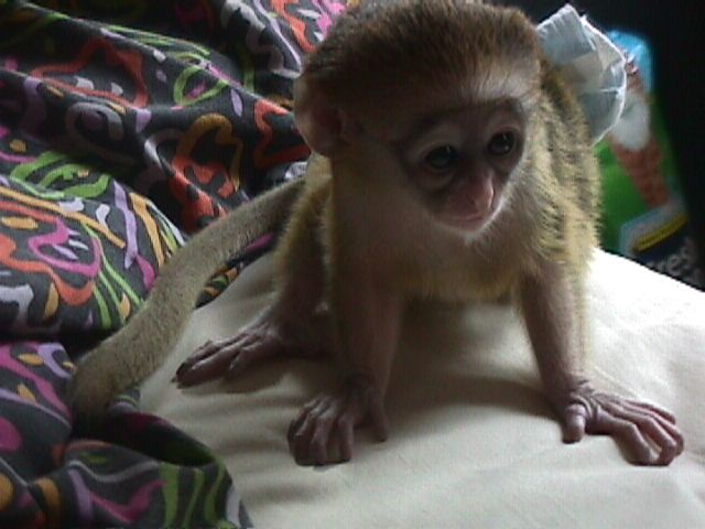 capuchin monkey for sale lovely home