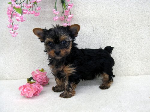 yorkie puppies for sale to a lovely home