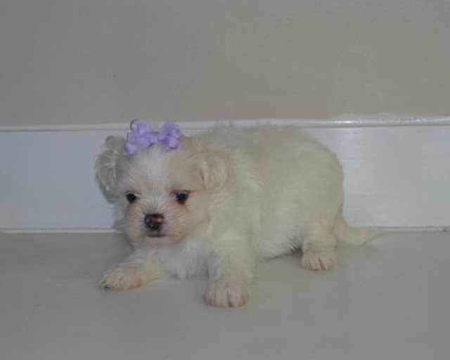 maltese  puppies for sale