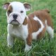 House Broken Male and Female English Bulldog Puppies For Adoption.