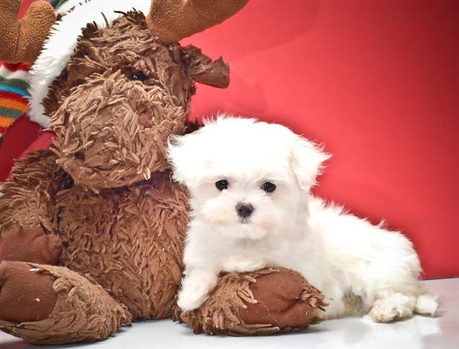 MALE AND FEMALE MALTESE PUPPIES FOR ADOPTION