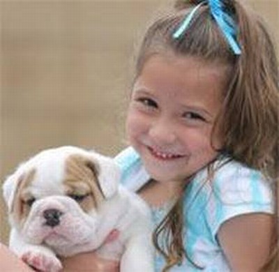 English Bulldog Pups for Sale