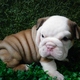 Male and Female English Bulldog Puppies