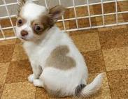 Long-hair male chihuahua puppy for adoption