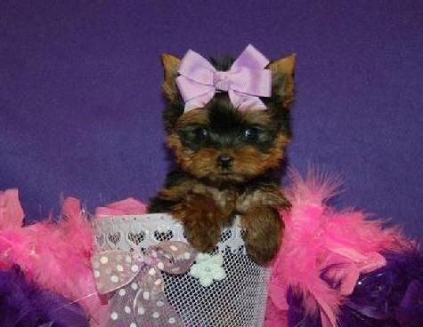 FEMALE YORKIE PUPPY FOR ADOPTION