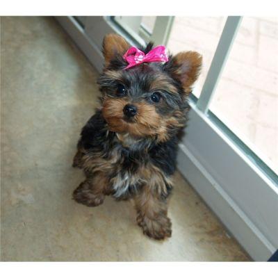 The very best of teacup yorkies for free adoption