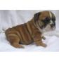 Kc register English bulldog puppies for adoption