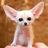 adorable fennec fox ready now for adoption . please contact now for more details and pics