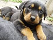 well trained rottweiller puppy ready for adoption now . please contact us for more details .