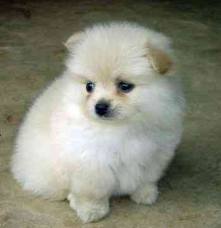 magnificent pomerania  puppies ready to met a new family now  . get back to us for more details and