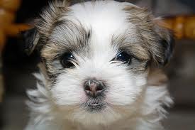 nice and well trained shih tzu puppy ready for adoption now . please contact now for details .